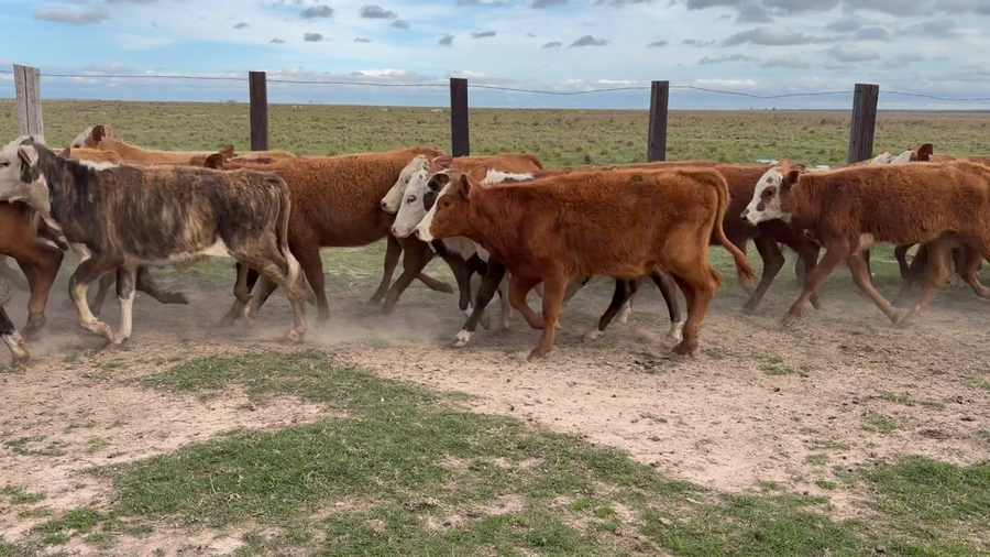 Lote 110 Terneras en Corrientes, Paso de Los Libres