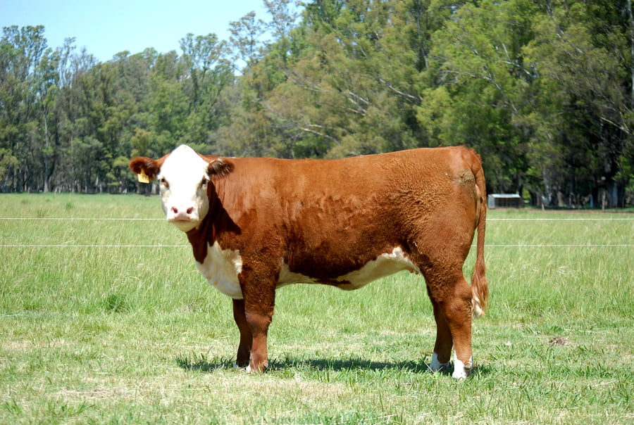 Lote VAQUILLONAS PREÑADAS PURAS DE PEDIGREE POLLED HEREFORD