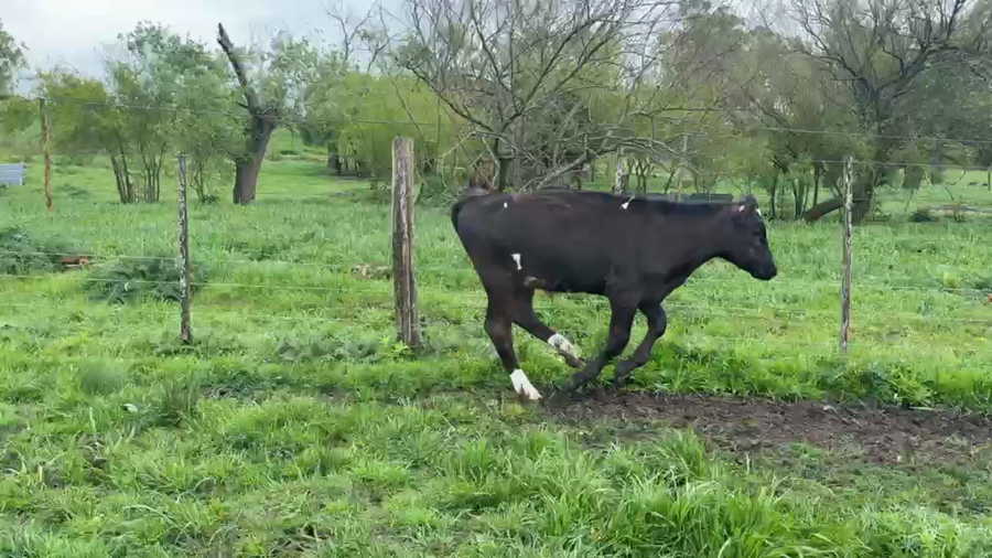 Lote TERNEROS