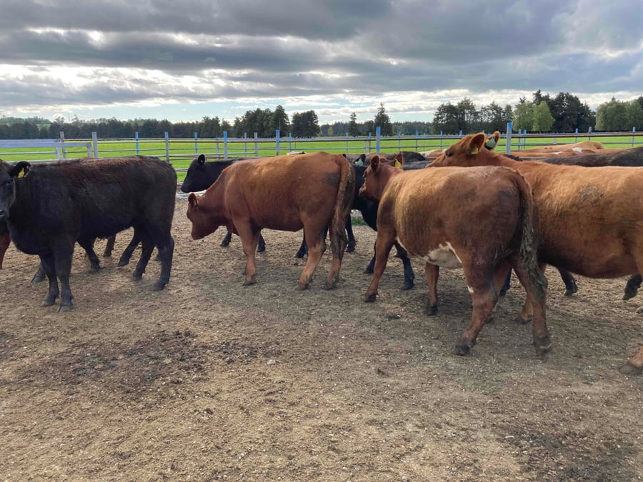 Lote 18 Vaquilla Gorda en Frutillar, X Región Los Lagos