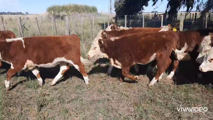 Lote 60 Terneros/as en Benito Juárez, Buenos Aires