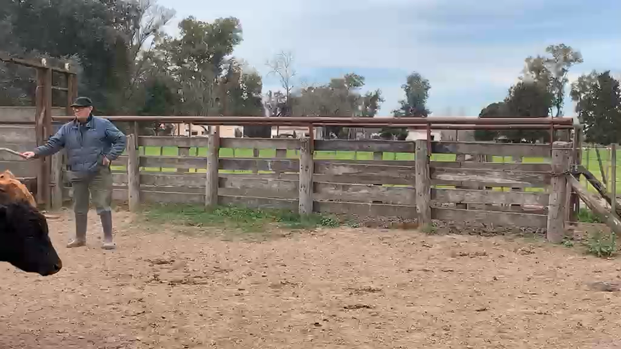 Lote 114 Terneros/as