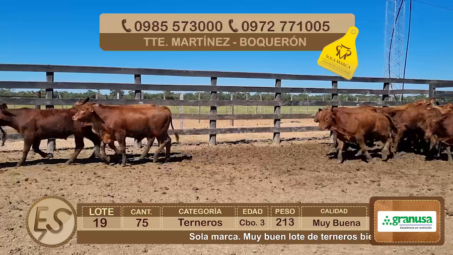 Lote Lote 19