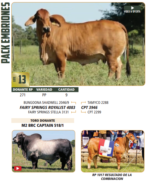 Lote LOTE 13