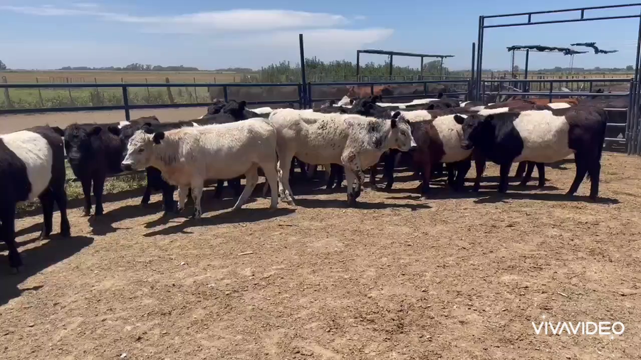 Lote 26 Terneras en La Plata, Buenos Aires