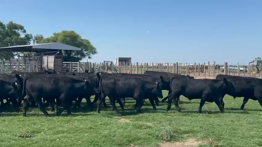 Lote 47 Terneros/as en Santa Fe, Maggiolo