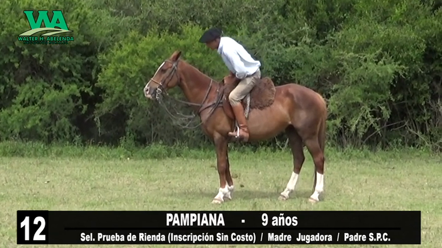 Lote PAMPIANA