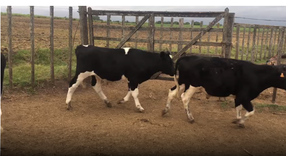 Lote 10 Novillos en San José