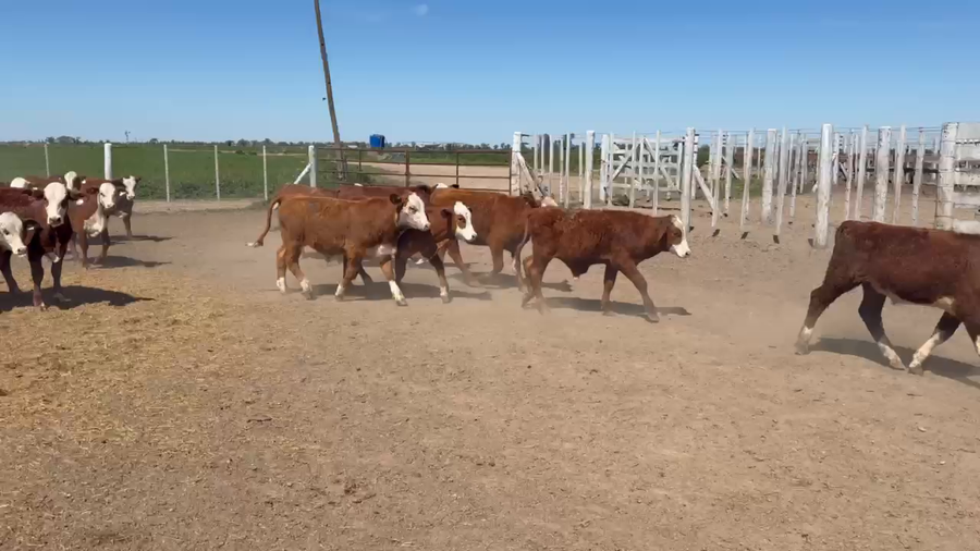 Lote 67 Terneros/as