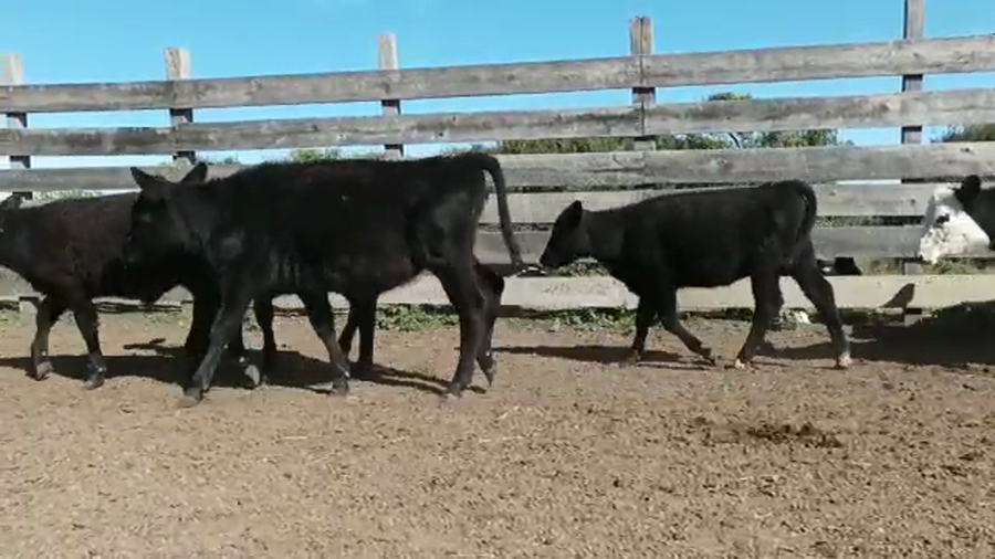Lote 12 Terneros y Terneras CRUZA a remate en 4to remate ENTRE MARTILLOS 140-150kg -  en CERRO