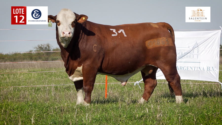 Lote LOTE 12 - TORO BRAFORD NO. 31