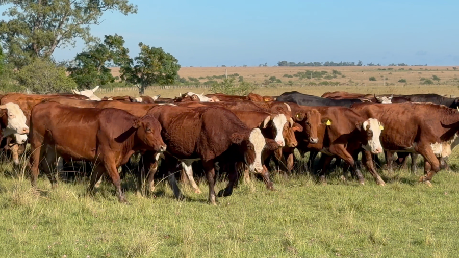 Lote 55 Novillos en Corrientes, Mercedes