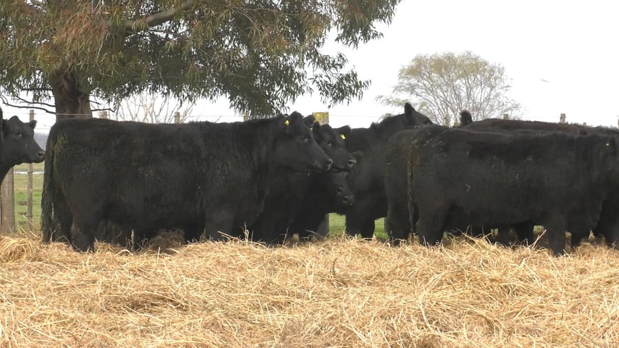 Lote 5 VAQUILLONAS HIJAS DE VOLCAN EURO EDAD 27 MESES