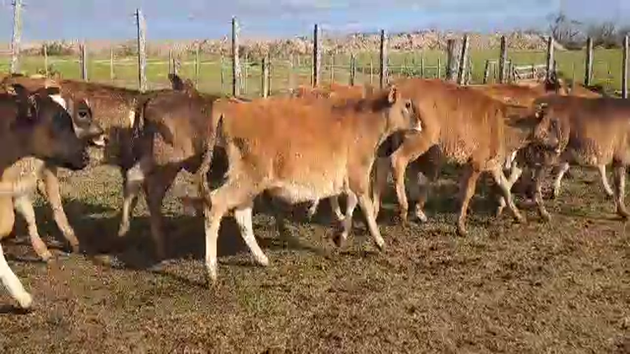 Lote 24 Terneros