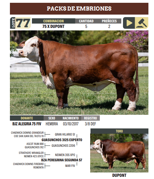 Lote LOTE 77