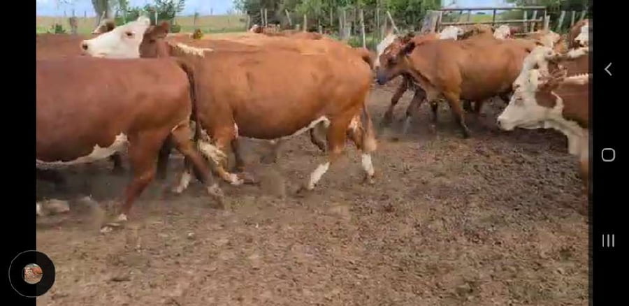 Lote 100 Vacas de invernar en Esquina, Corrientes