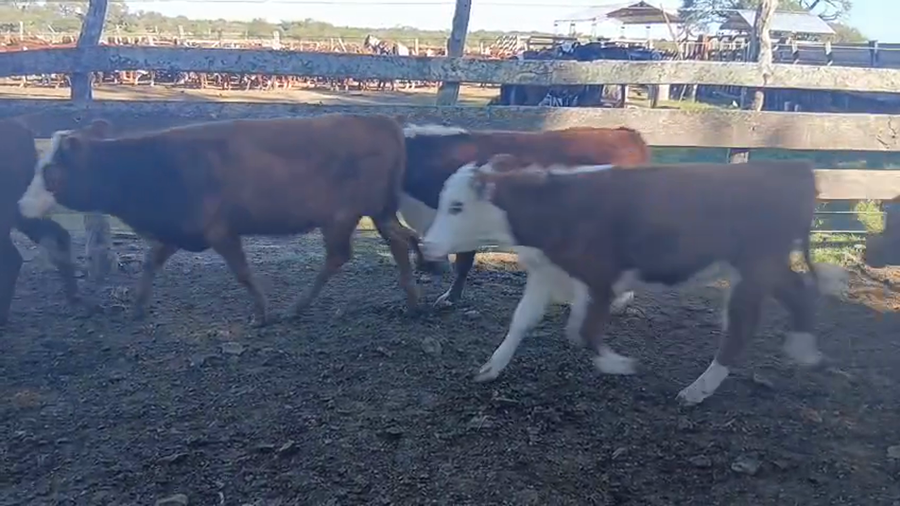 Lote 60 Terneros/as en Corrientes, Curuzu Cuatia