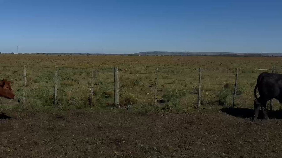 Lote 52 Novillitos en Balcarce, Buenos Aires