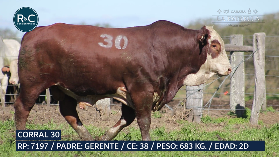 Lote Toro Braford