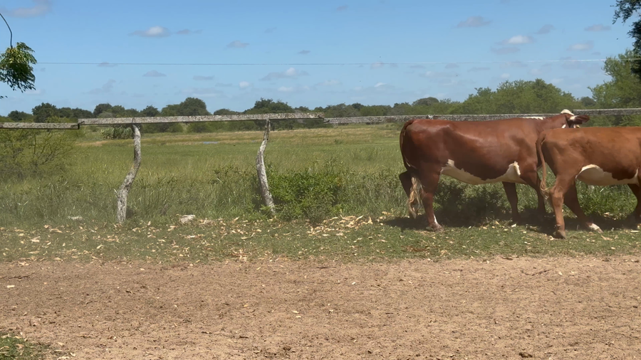 Lote 35 Vaquillonas en Corrientes, Paso de Los Libres