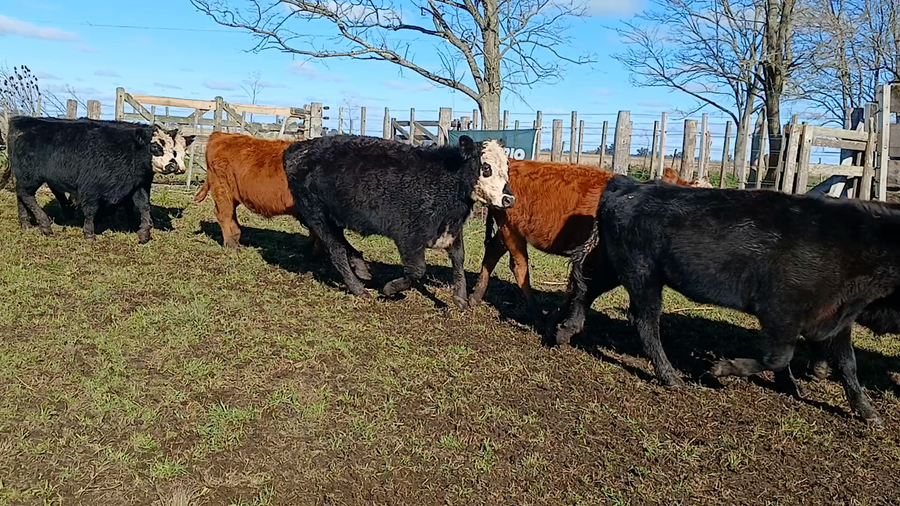 Lote 26 Novillitos en Rauch