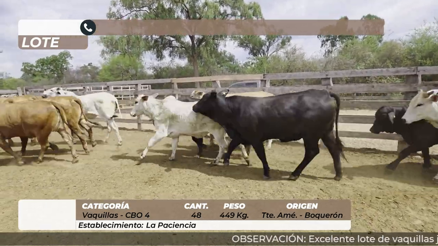 Lote Vaquillas CBO 4