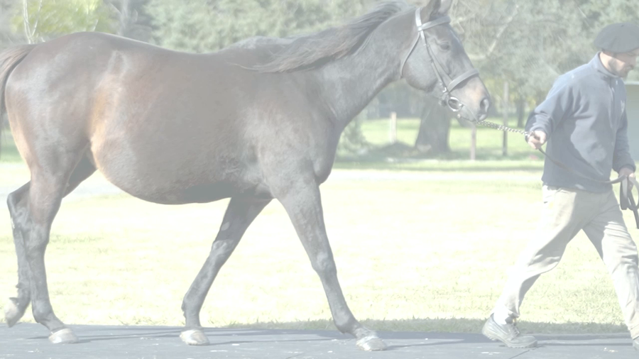 Lote RYE BEAUTY (CATCHER IN THE RYE -  SOUTH MIRTH) Preñez de  VERIFYING
