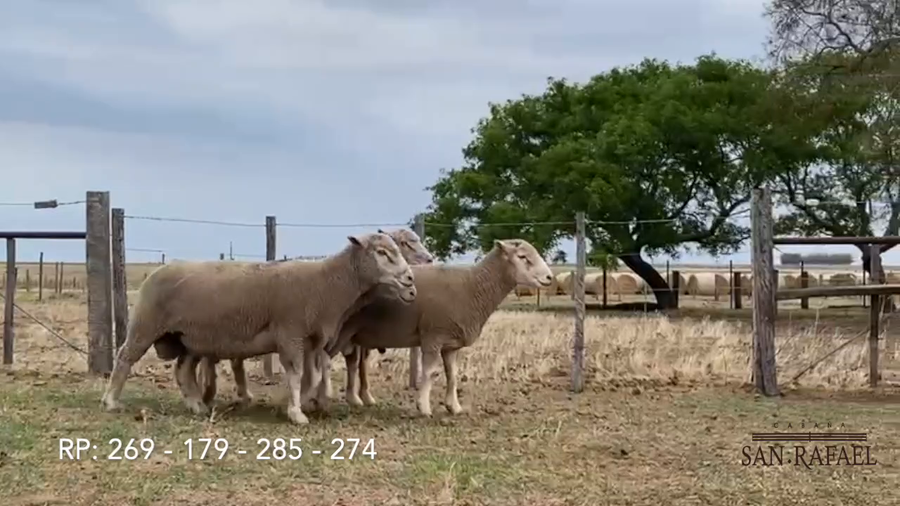 Lote Lote 3 Machos San Rafael