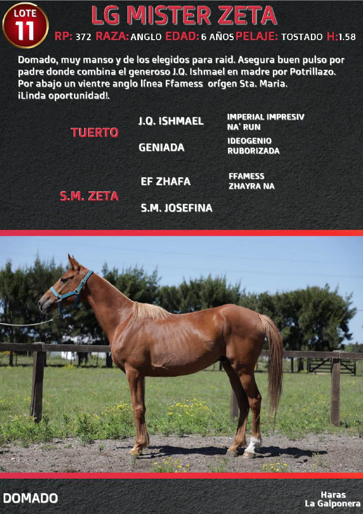 Lote LG MISTER ZETA
