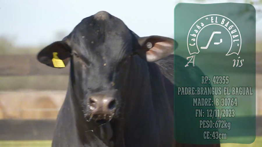 Lote Toro