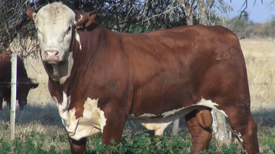 Lote TOROS(CORRAL 23)BRAFORD "CABAÑA DON TOTO"