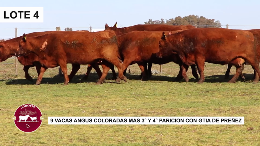 Lote VACAS PREÑADAS