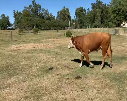 Lote (Vendido)Toros HEREFOR a remate en 2da Pantalla ENTRE MARTILLOS 605kg -  en CIUDAD DEL PLATA
