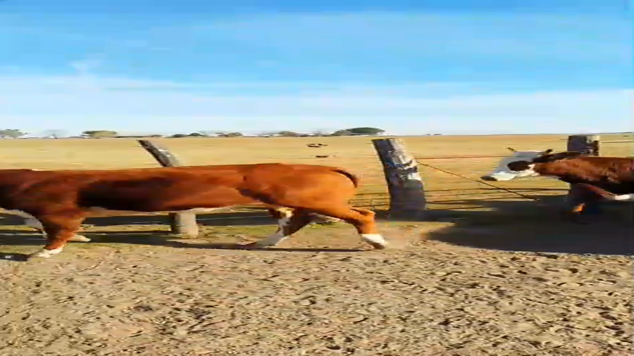 Lote 12 Vacas nuevas C/ gtia de preñez