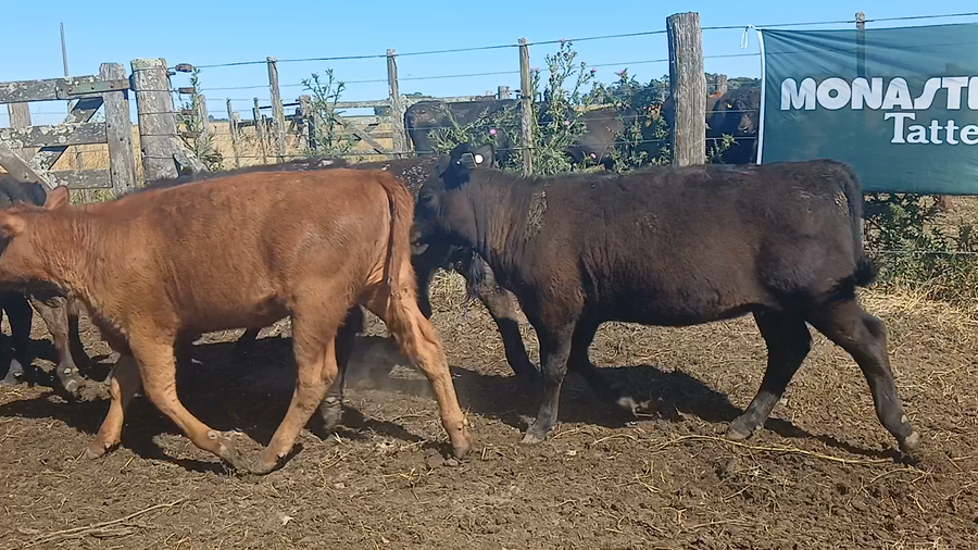 Lote 20 Terneros/as en Rauch