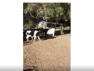 Lote 45 Terneros en Soriano