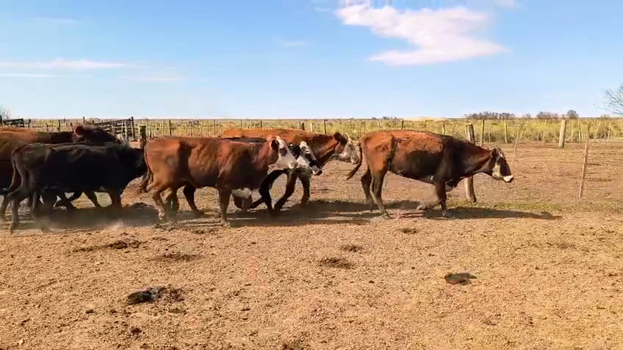 Lote 31 Vacas de invernar
