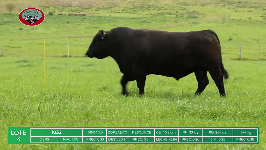 Lote TOROS ANGUS