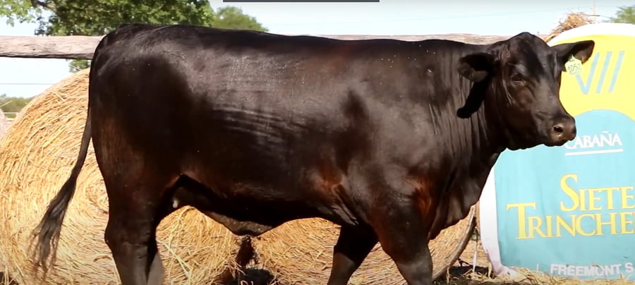 Lote HEMBRAS PREÑADAS PRODUCTO FIV - PROSPECTO DE DONANTE