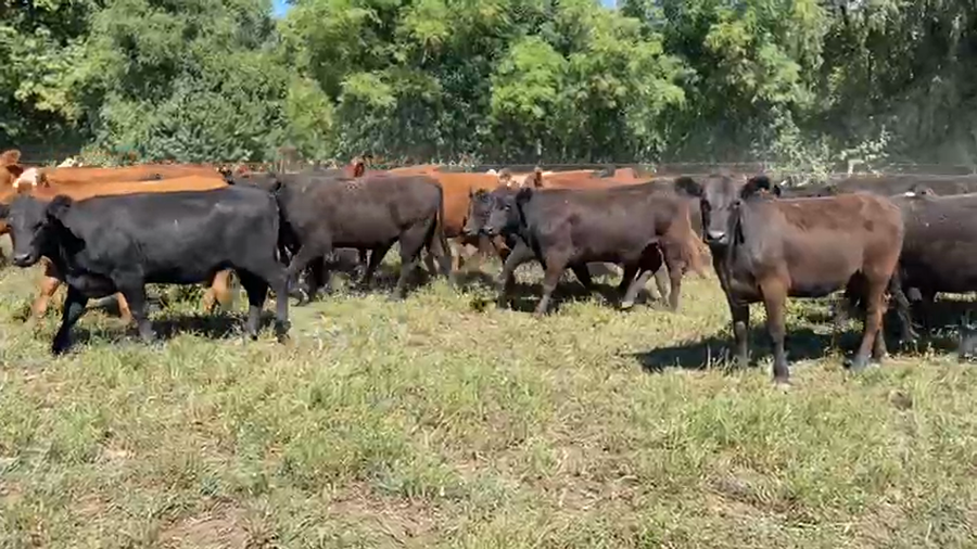 Lote 113 Vaquillonas