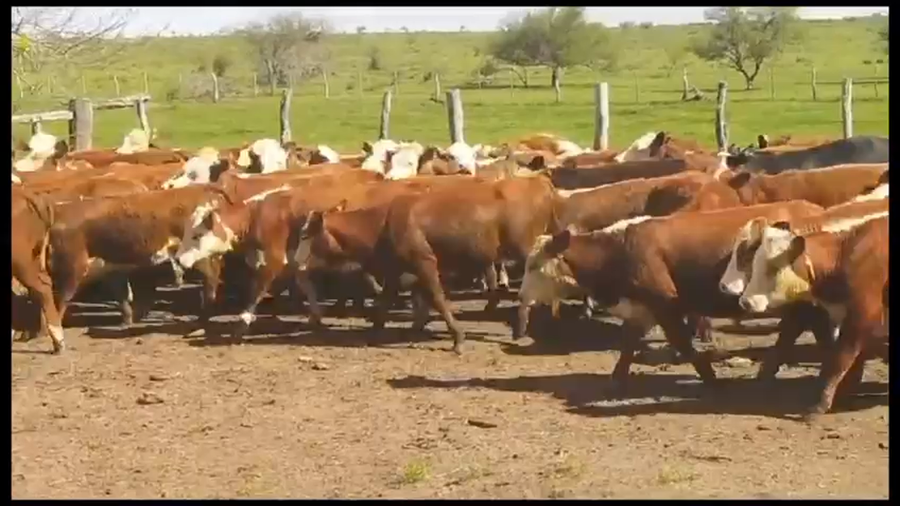 Lote 75 Terneros/as en Federal, Entre Ríos