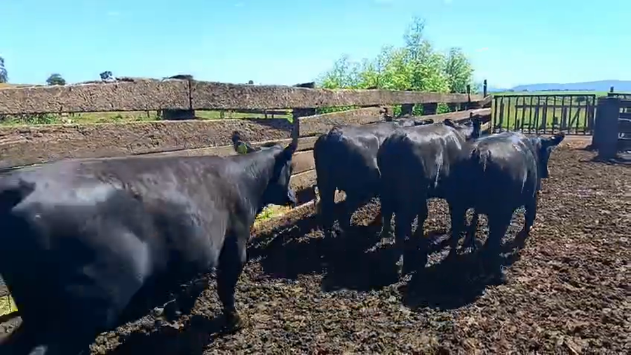 Lote 20 Vaquilla Gorda en Futrono, XIV Región Los Ríos