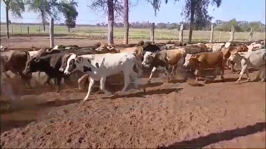 Lote 120 Terneros/as