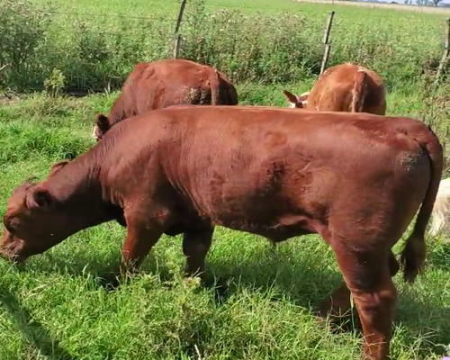 Lote 14 Terneros/as en Buenos Aires, 9 de Julio