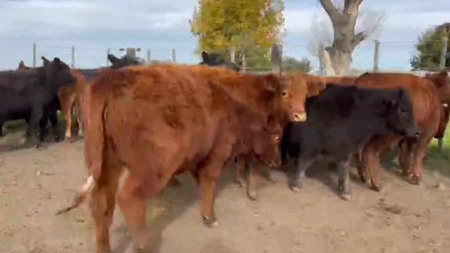 Lote 65 Terneros