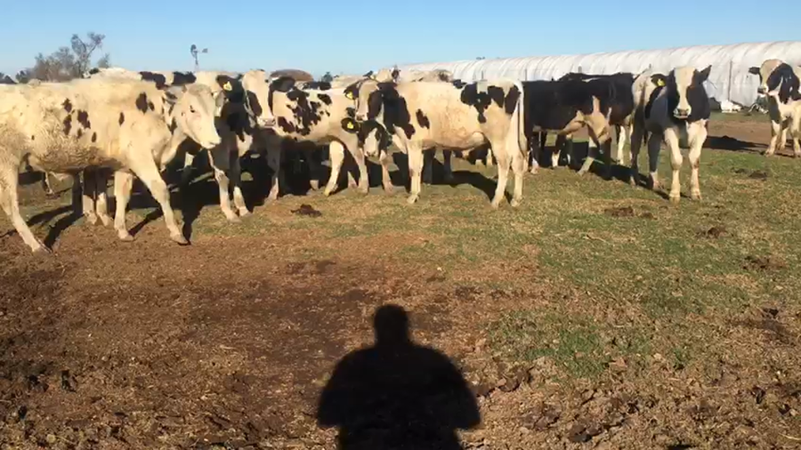 Lote 22 Terneros Holando Argentino en Tacural, Santa Fe