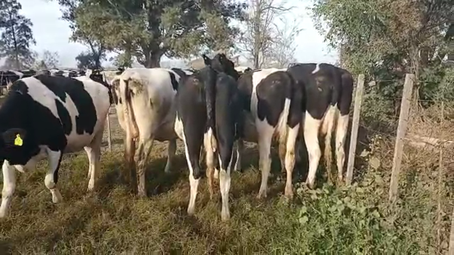 Lote 5 Vaquillonas preñadas Holando Argentino en Morteros, Córdoba