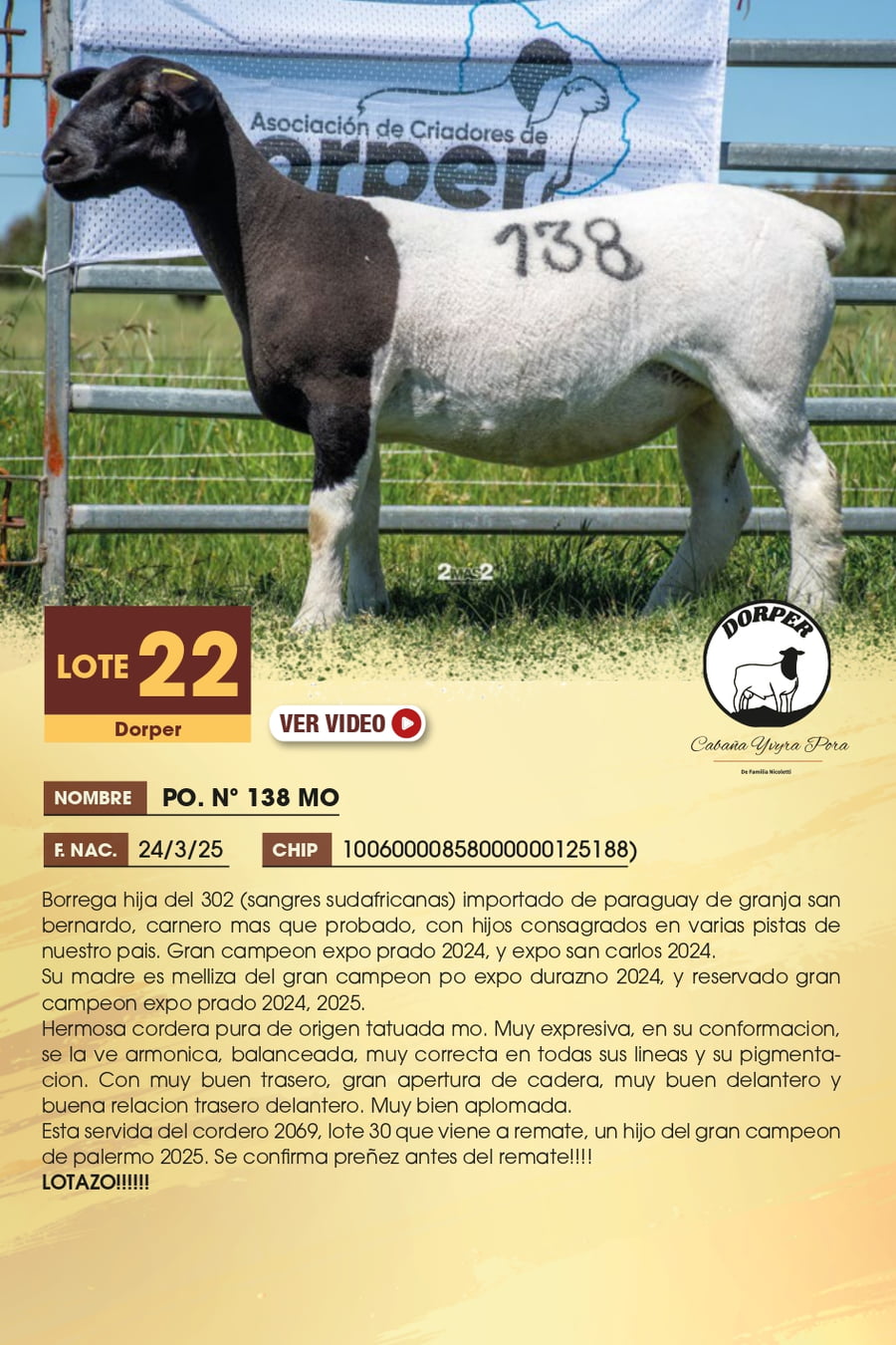 Lote 22 - Dorper