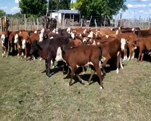 Lote 85 Terneros/as en Villaguay, Entre Ríos