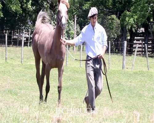 Lote QUE GUIÑADA CARVER MR